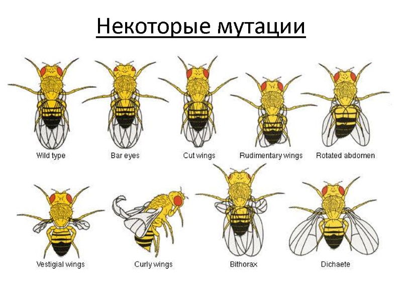 Некоторые мутации
